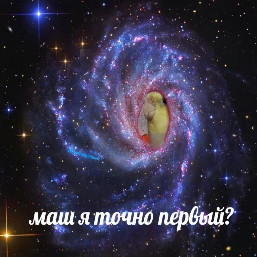 🌎 Стикер «Флекс папуги» для Telegram