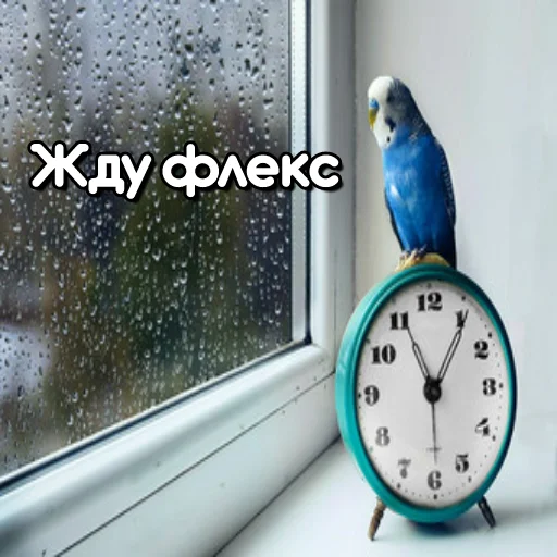 🕒 Стикер «Флекс папуги» для Telegram