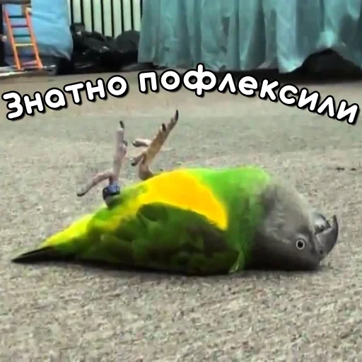 🥴 Стикер «Флекс папуги» для Telegram