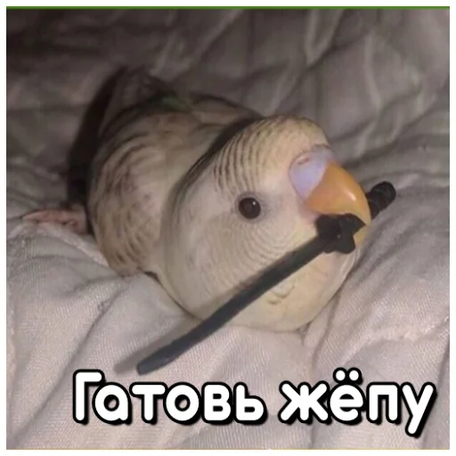⚔ Стикер «Флекс папуги» для Telegram