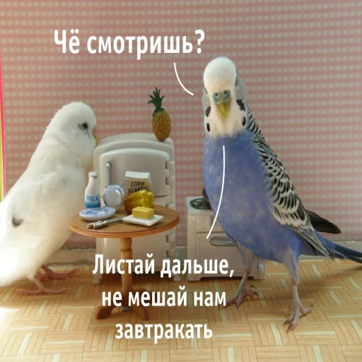 🍱 Стикер «Флекс папуги» для Telegram