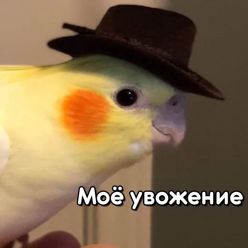 👒 Стикер «Флекс папуги» для Telegram