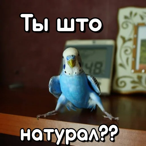 😍 Стикер «Флекс папуги» для Telegram