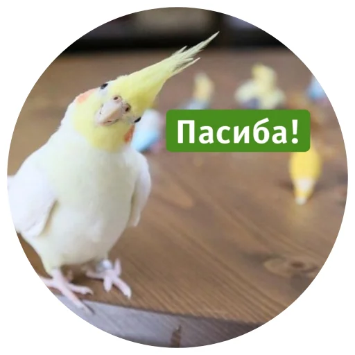 🙏 Стикер «Флекс папуги» для Telegram