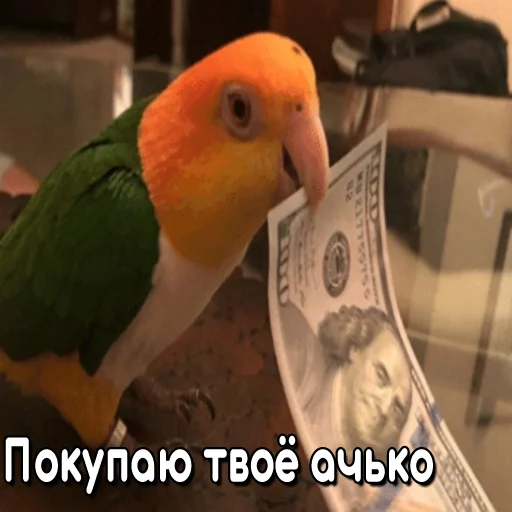 💵 Стикер «Флекс папуги» для Telegram