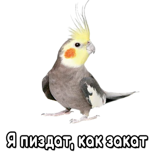 🌇 Стикер «Флекс папуги» для Telegram