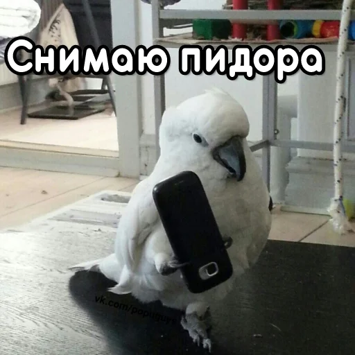 📹 Стикер «Флекс папуги» для Telegram