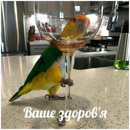 🥂 Стикер «Флекс папуги» для Telegram