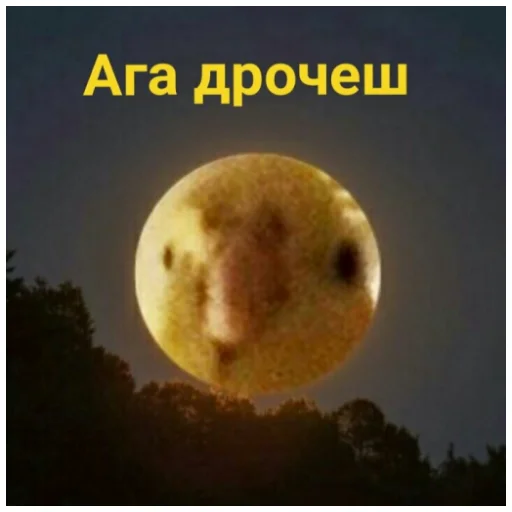 🌚 Стикер «Флекс папуги» для Telegram