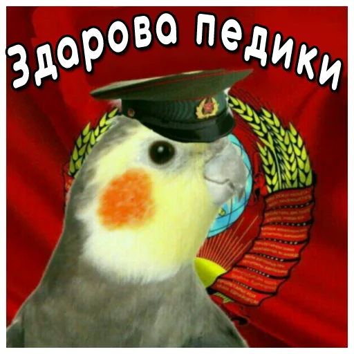 👋 Стикер «Флекс папуги» для Telegram