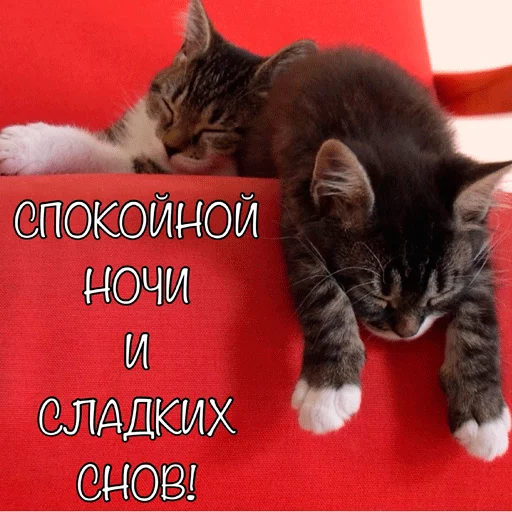 🤓 Стикер «Пора спать! Спокойной ночи!» для Telegram