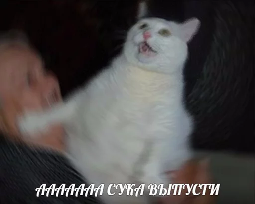 😬 Стикер «po rzhat&;» для Telegram