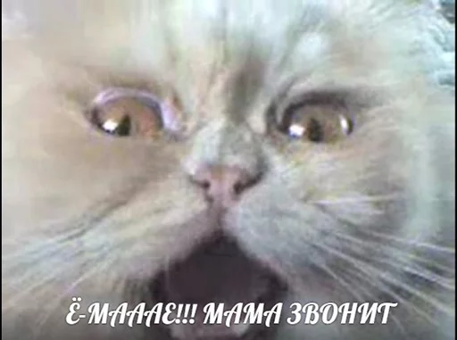🙅 Стикер «po rzhat&;» для Telegram