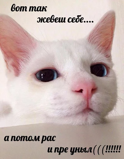 🙁 Стикер «po rzhat&;» для Telegram