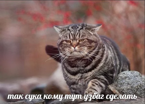 😶 Стикер «po rzhat&;» для Telegram