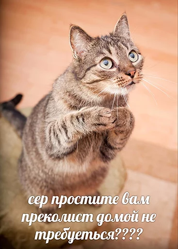 😂 Стикер «po rzhat&;» для Telegram