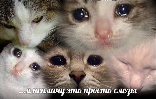 😢 Стикер «po rzhat&;» для Telegram