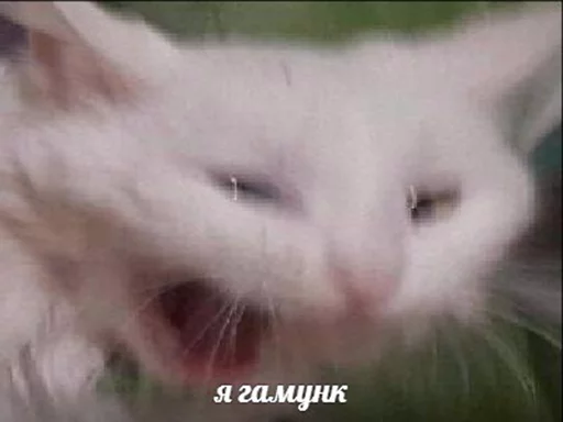 😱 Стикер «po rzhat&;» для Telegram