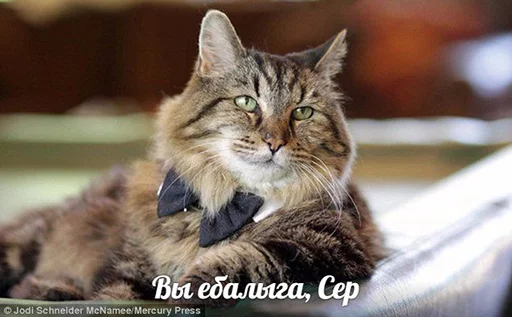😶 Стикер «po rzhat&;» для Telegram
