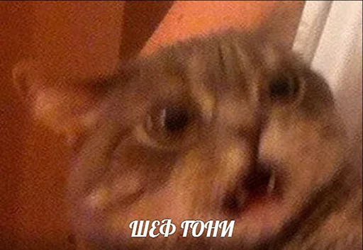😱 Стикер «po rzhat&;» для Telegram