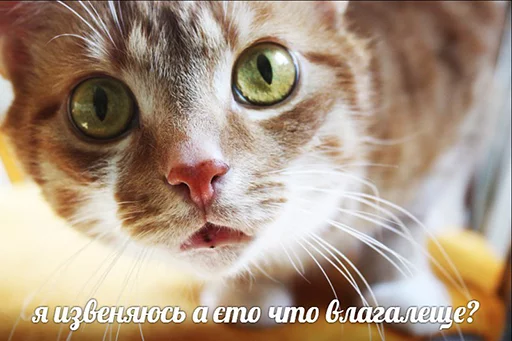 😳 Стикер «po rzhat&;» для Telegram