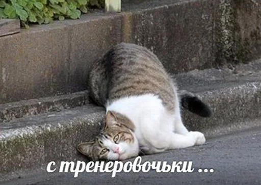 🏊 Стикер «po rzhat&;» для Telegram