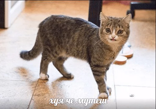 😳 Стикер «po rzhat&;» для Telegram