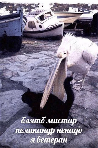 😬 Стикер «po rzhat&;» для Telegram