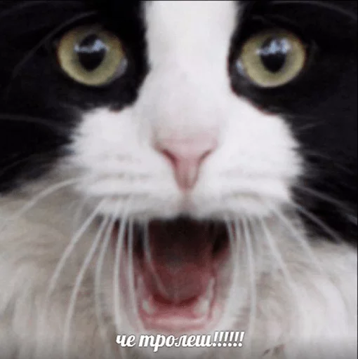 😱 Стикер «po rzhat&;» для Telegram