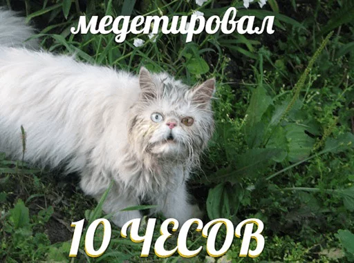 🤢 Стикер «po rzhat&;» для Telegram
