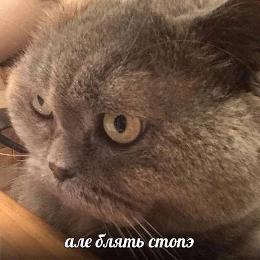 😤 Стикер «po rzhat&;» для Telegram