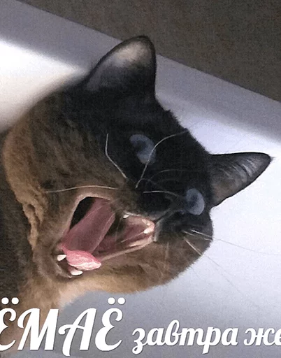 😛 Стикер «po rzhat&;» для Telegram
