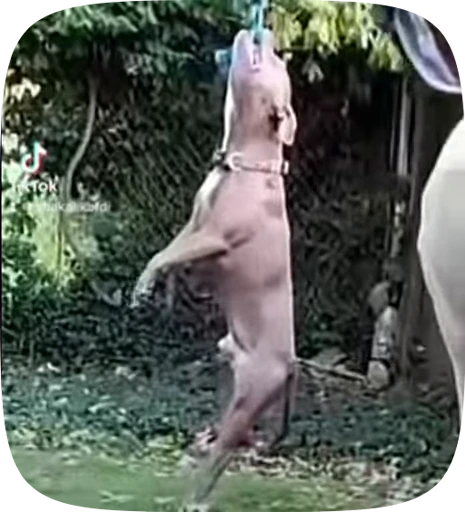 🐕 Стикер «Хуйнч» для Telegram