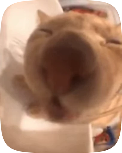 😽 Стикер «Хуйнч» для Telegram