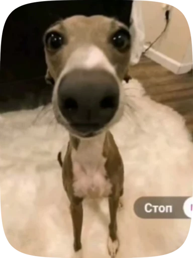 🐶 Стикер «Хуйнч» для Telegram
