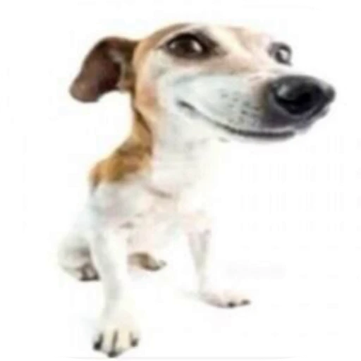 🐕‍🦺 Стикер «Хуйнч» для Telegram