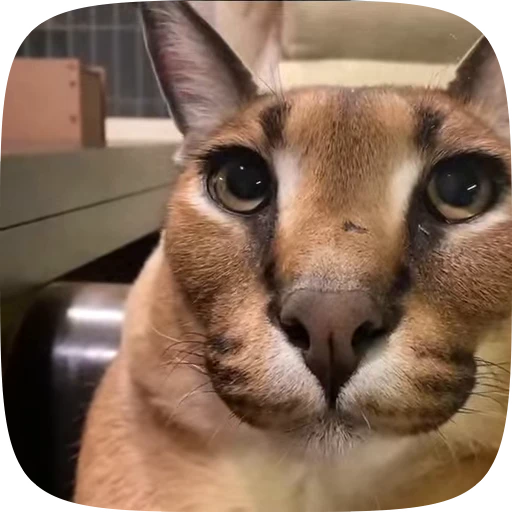 🐱 Стикер «Хуйнч» для Telegram