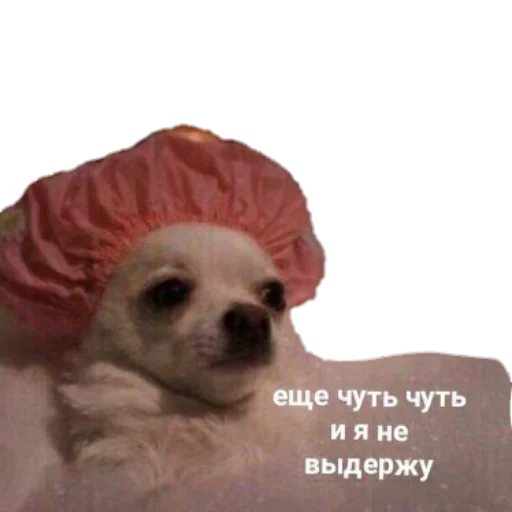 😞 Стикер «для ПиДрУжЕк» для Telegram