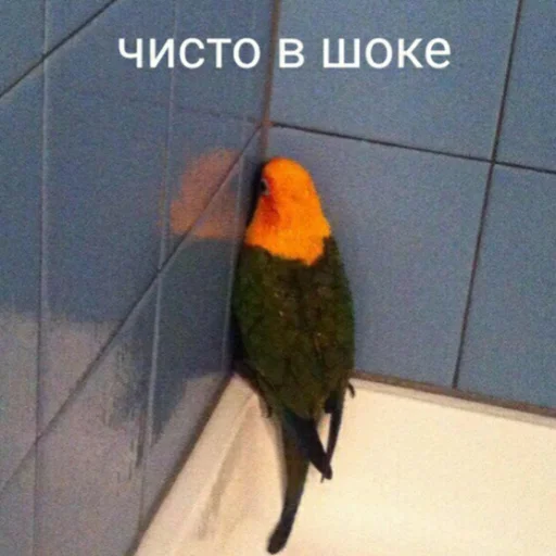 🤭 Стикер «для ПиДрУжЕк» для Telegram