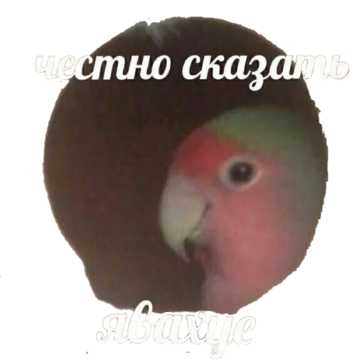 🙊 Стикер «для ПиДрУжЕк» для Telegram