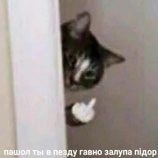 🖕 Стикер «для ПиДрУжЕк» для Telegram