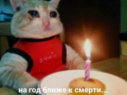 🎉 Стикер «для ПиДрУжЕк» для Telegram