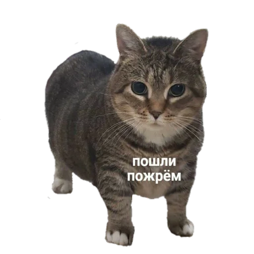 🍽 Стикер «для ПиДрУжЕк» для Telegram
