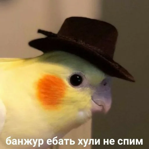 😮 Стикер «для ПиДрУжЕк» для Telegram