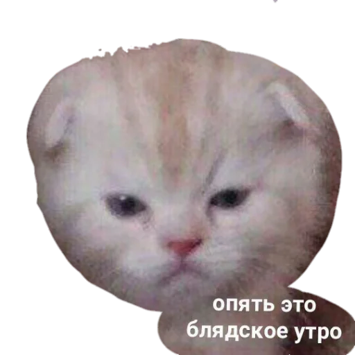 😴 Стикер «для ПиДрУжЕк» для Telegram
