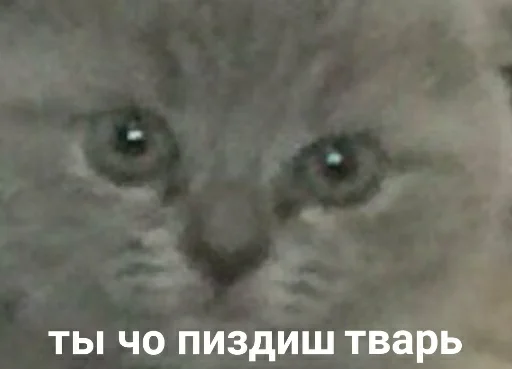 🤨 Стикер «для ПиДрУжЕк» для Telegram