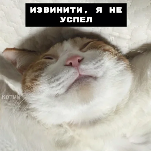 😓 Стикер «для ПиДрУжЕк» для Telegram