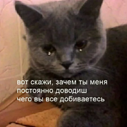 😫 Стикер «для ПиДрУжЕк» для Telegram