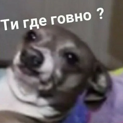 🤨 Стикер «для ПиДрУжЕк» для Telegram