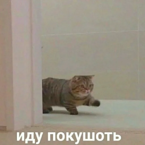 👩‍🍳 Стикер «для ПиДрУжЕк» для Telegram